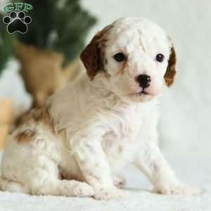 Wynn F1B, Cavapoo Puppy